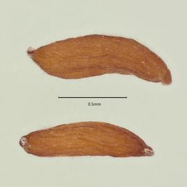  Seed:   Tofieldia coccinea ; Photo by A. Gottlieb, USDA APHIS PPQ ITP, imageID.idtools.org